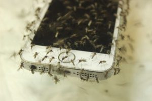 non-working mosquito app